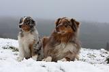 BERGER AUSTRALIEN - ADULT & PUPPY 072
